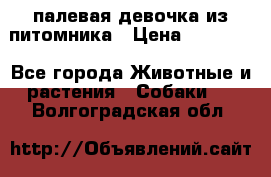 палевая девочка из питомника › Цена ­ 40 000 - Все города Животные и растения » Собаки   . Волгоградская обл.